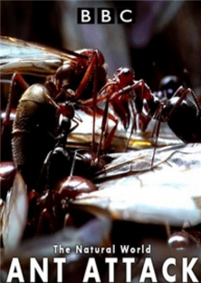 The Natural World - Ant Attack-The Natural World - Ant Attack