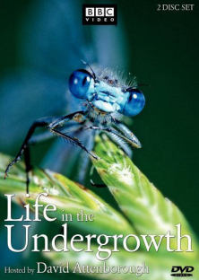 Life in The Undergrowth-Life in The Undergrowth
