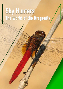 Sky Hunters - The World of Dragonfly-Sky Hunters - The World of Dragonfly