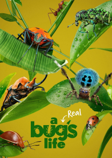 A Real Bug's Life-A Real Bug's Life