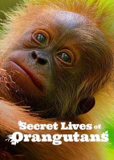 Secret Lives of Orangutans-Secret Lives of Orangutans