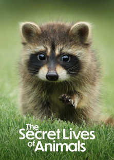 The Secret Lives of Animals-The Secret Lives of Animals