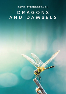 Dragons and Damsels-Dragons and Damsels